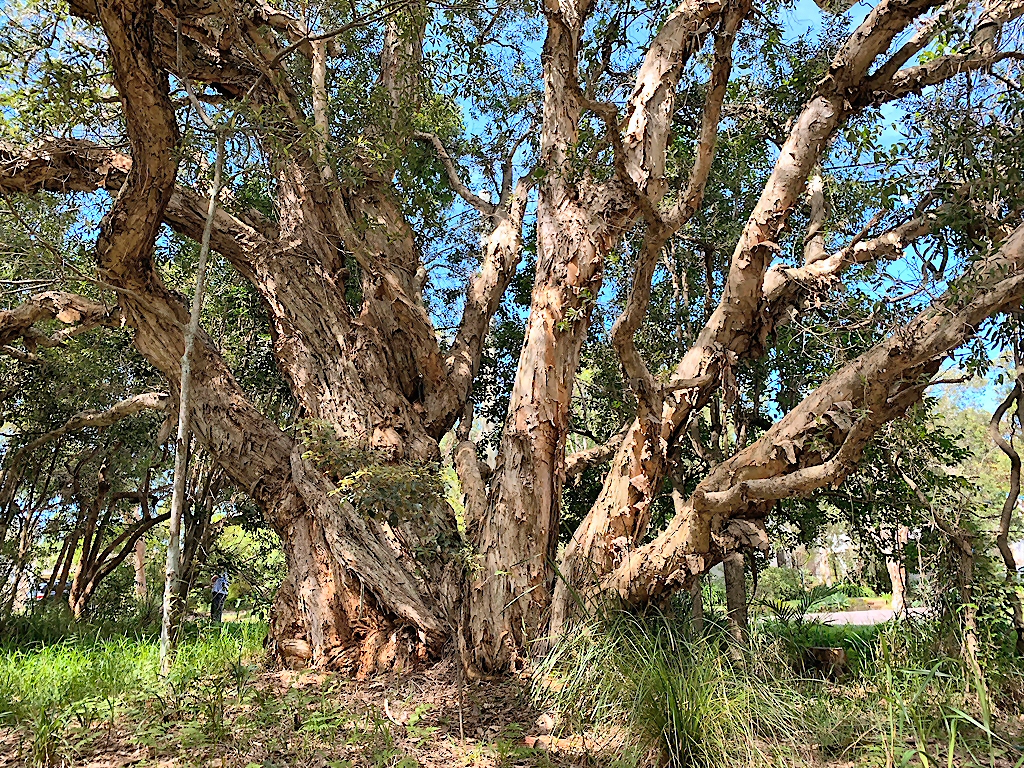 Un cierto tipo de árbol y cuentos de las cumbres: «Melaleuca quinquenervia» y «Las voladoras»