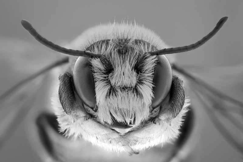 Las abejas de este mundo