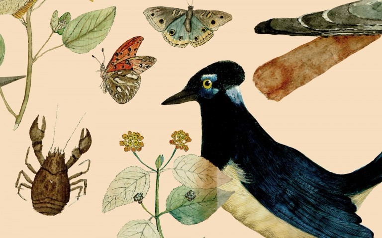 Detalle de «Naturaleza ilustrada»