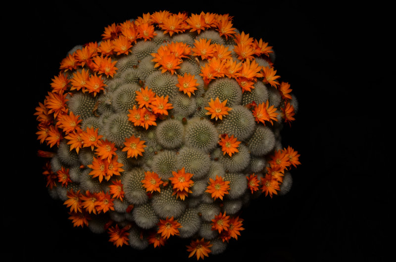 Flores raras: antología de poetisas de estos lares
