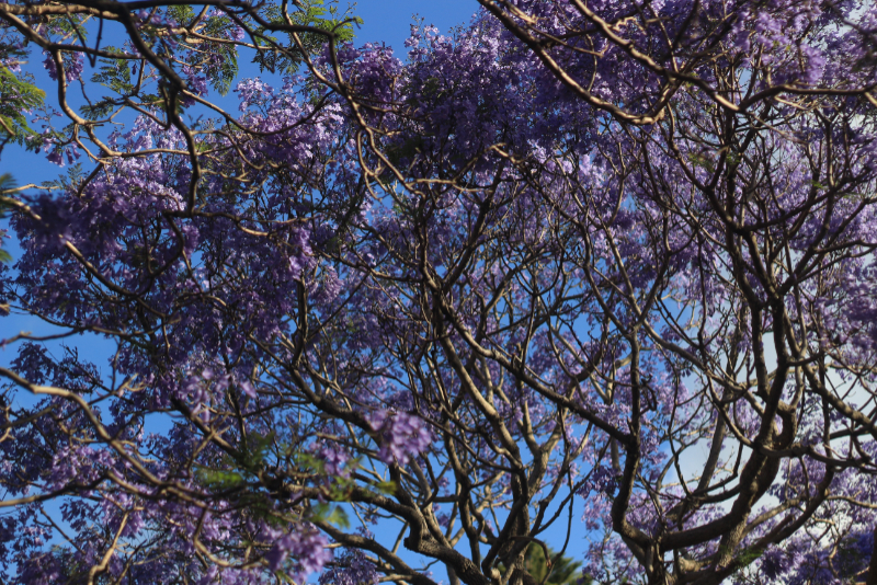 Síntomas de pertenencia: jacarandás y «Los pasajes comunes»